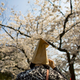 A woman covers her hair with a Starbucks bag in Ueno Park in Tokyo.